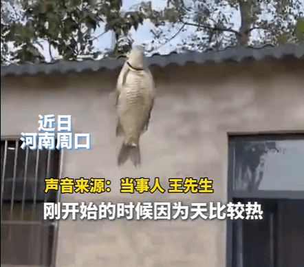 男子在家操控无人机钓鱼<strong></p>
<p>泰阳证券</strong>，当天就钓上十几条，当事人：不要轻易尝试，已被鱼拉下水十几个无人机