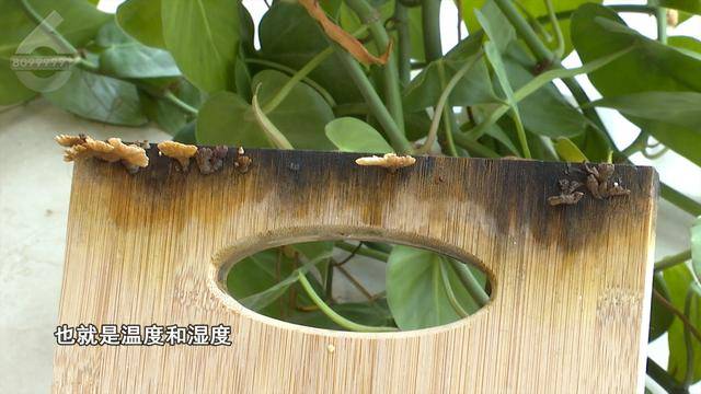 “可以蒸蛋”！昆明一女子家中搓衣板上长菌<strong></p>
<p>证券投资基金业协会</strong>，品种竟是……