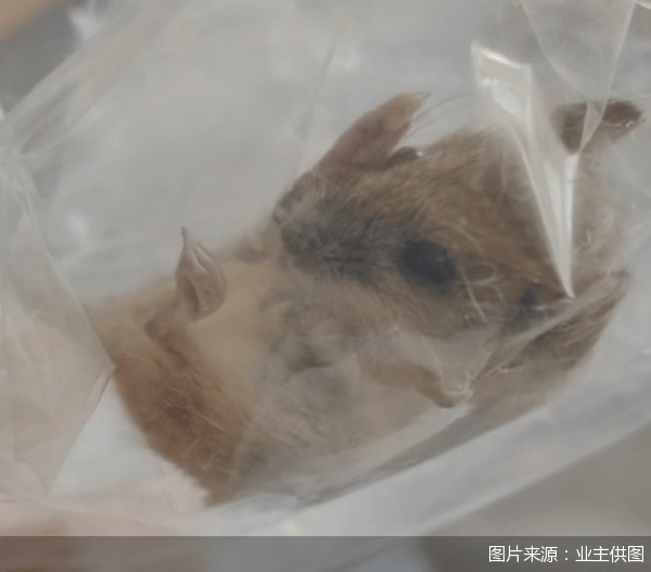 老鼠乱窜、直饮水发黄<strong></p>
<p>华泰证券官方网站</strong>，北京业主千万元买的和锦诚园居然是这样