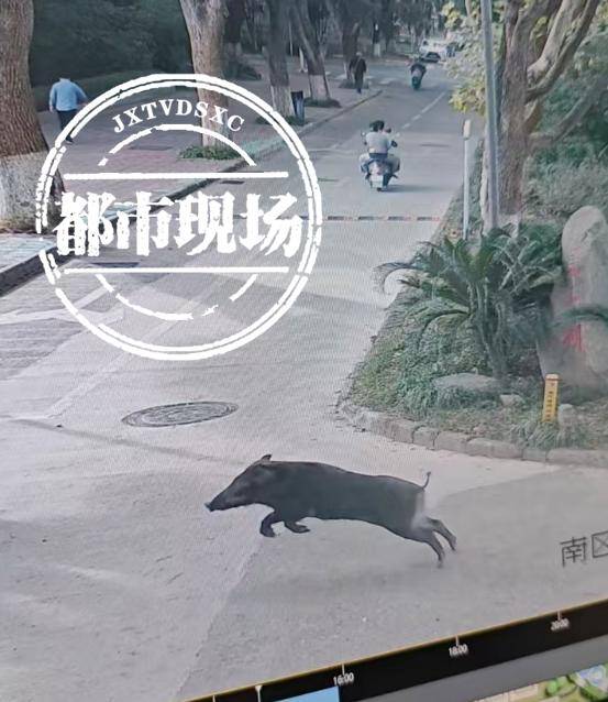 江西一高校惊现野猪<strong></p>
<p>证券承销</strong>，最后在食堂被成功抓获