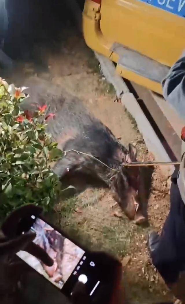 江西一高校惊现野猪<strong></p>
<p>证券承销</strong>，最后在食堂被成功抓获