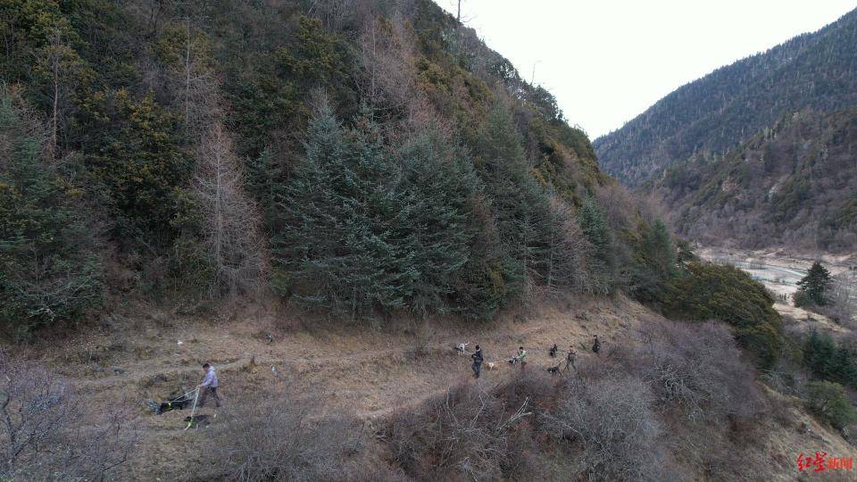 揭秘“野猪猎捕队”丨海拔3000米高山密林<strong></p>
<p>美国虚拟币</strong>，记者跟队直击猎捕野猪全过程