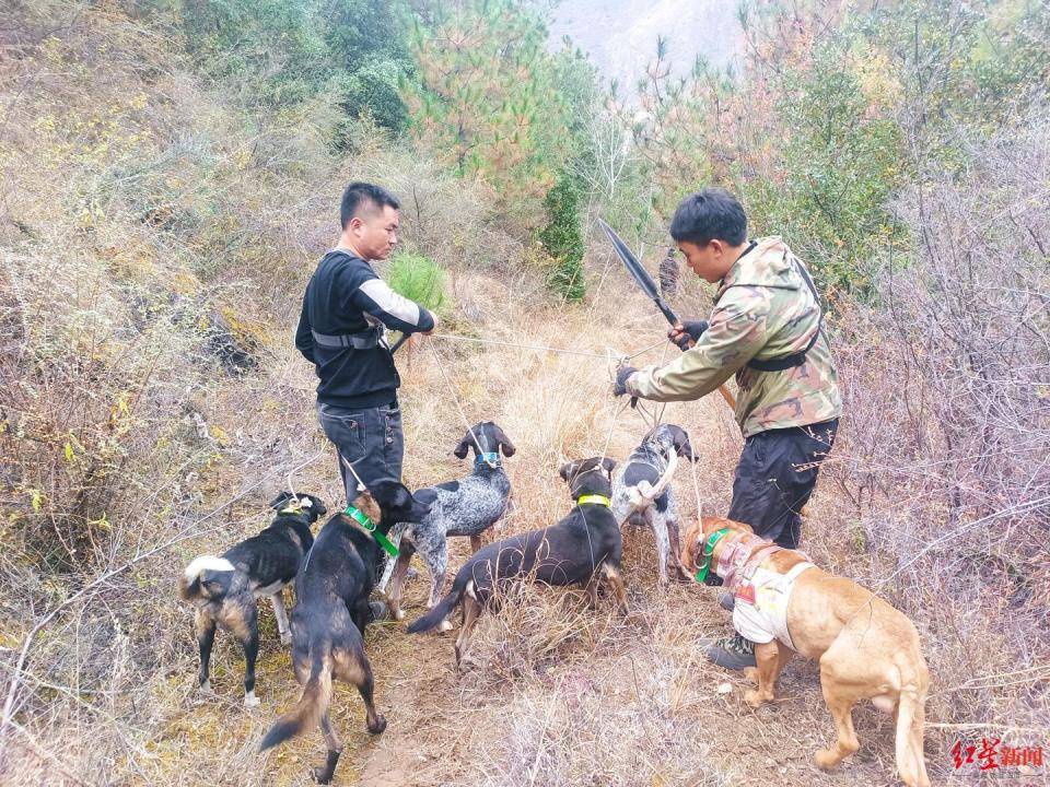 揭秘“野猪猎捕队”丨海拔3000米高山密林<strong></p>
<p>美国虚拟币</strong>，记者跟队直击猎捕野猪全过程