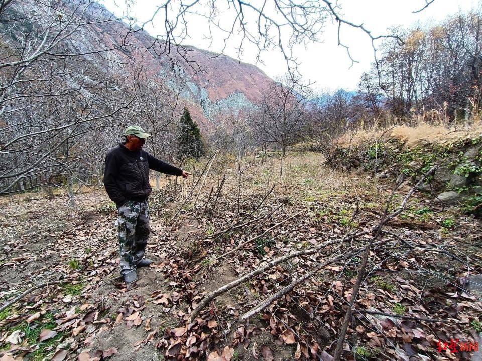 揭秘“野猪猎捕队”丨海拔3000米高山密林<strong></p>
<p>美国虚拟币</strong>，记者跟队直击猎捕野猪全过程