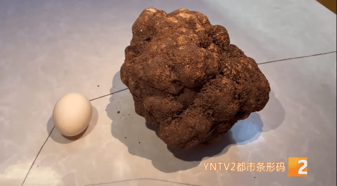 昆明一村民挖到1.7公斤超大松露<strong></p>
<p>美国虚拟币</strong>！“看都看不够”
