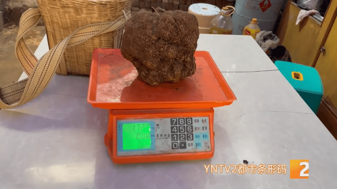 昆明一村民挖到1.7公斤超大松露<strong></p>
<p>美国虚拟币</strong>！“看都看不够”