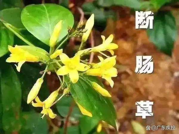广东一老人买药材煲汤中毒身亡 当地：店铺误售断肠草<strong></p>
<p>虚拟币全球100排名</strong>，老板被拘留