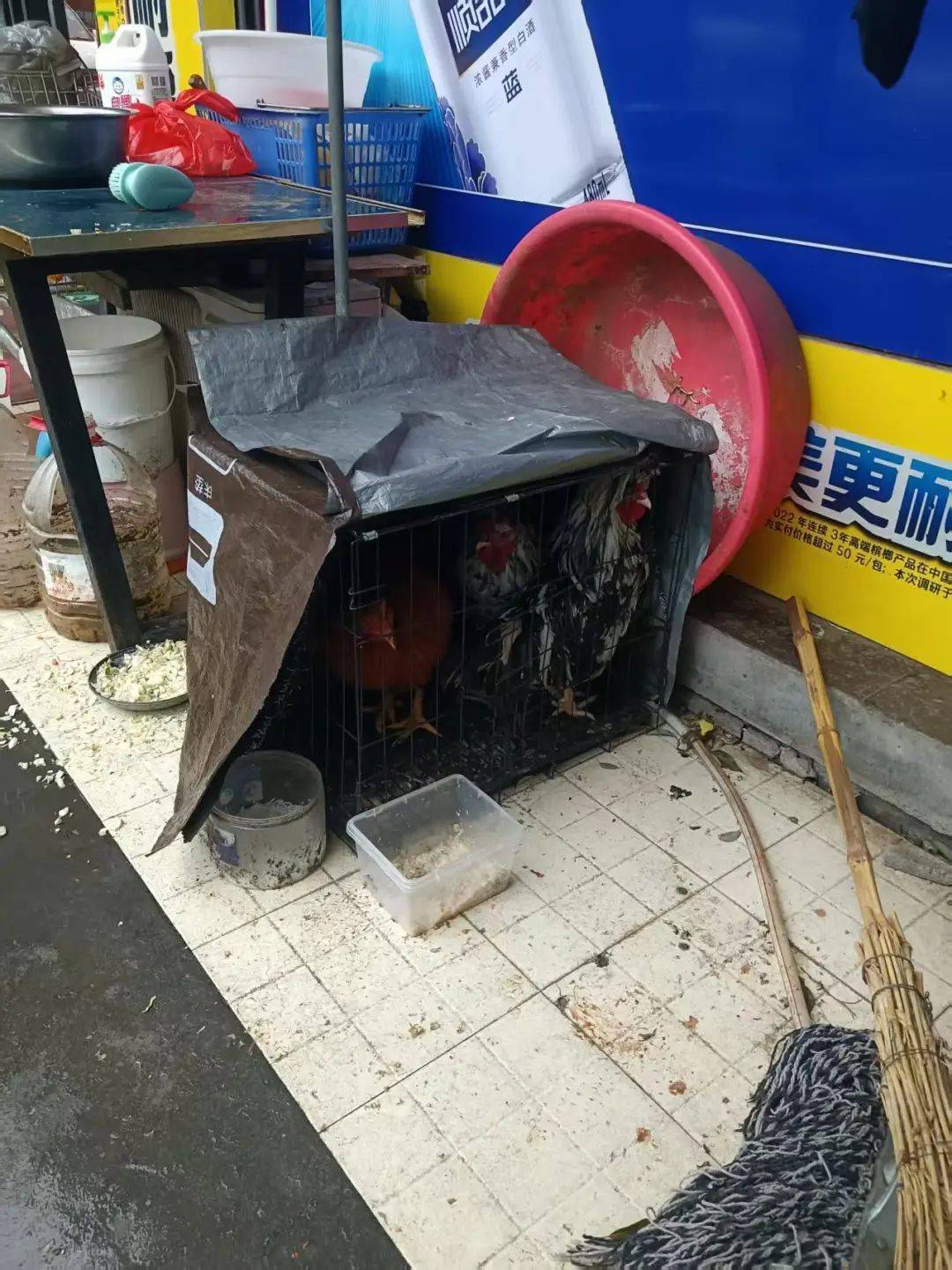 凌晨打鸣到天亮！长沙一小区超市养4只公鸡邻居难入睡<strong></p>
<p>虚拟币平台有哪些</strong>，回应：尽快吃掉