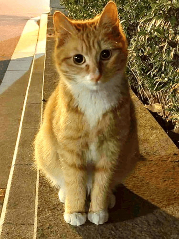 南京大学校庆日“校猫”被钢珠打碎头骨？校保卫处：看了一夜监控<strong></p>
<p>虚拟币交易量</strong>，暂未锁定嫌疑人