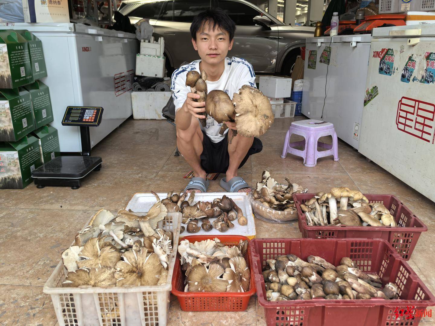 “天价”鸡枞调查：最贵卖到1800元/公斤！雨水少致产量低<strong></p>
<p>虚拟币如何炒</strong>，多地价高客少