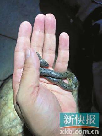 广州已进入蛇伤高发季节<strong></p>
<p>三大虚拟币</strong>，保命锦囊→