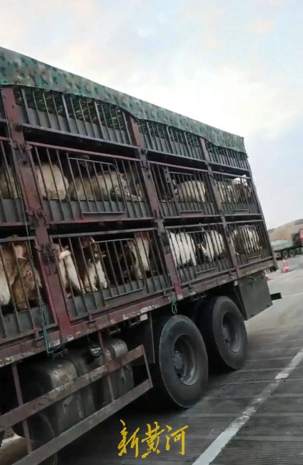 江苏养殖户称543只羊运到贵州遭羊贩盗卖<strong></p>
<p>虚拟币查询</strong>，当地警方立案又撤案，镇政府：双方合作养羊，账目存在分歧引发纠纷