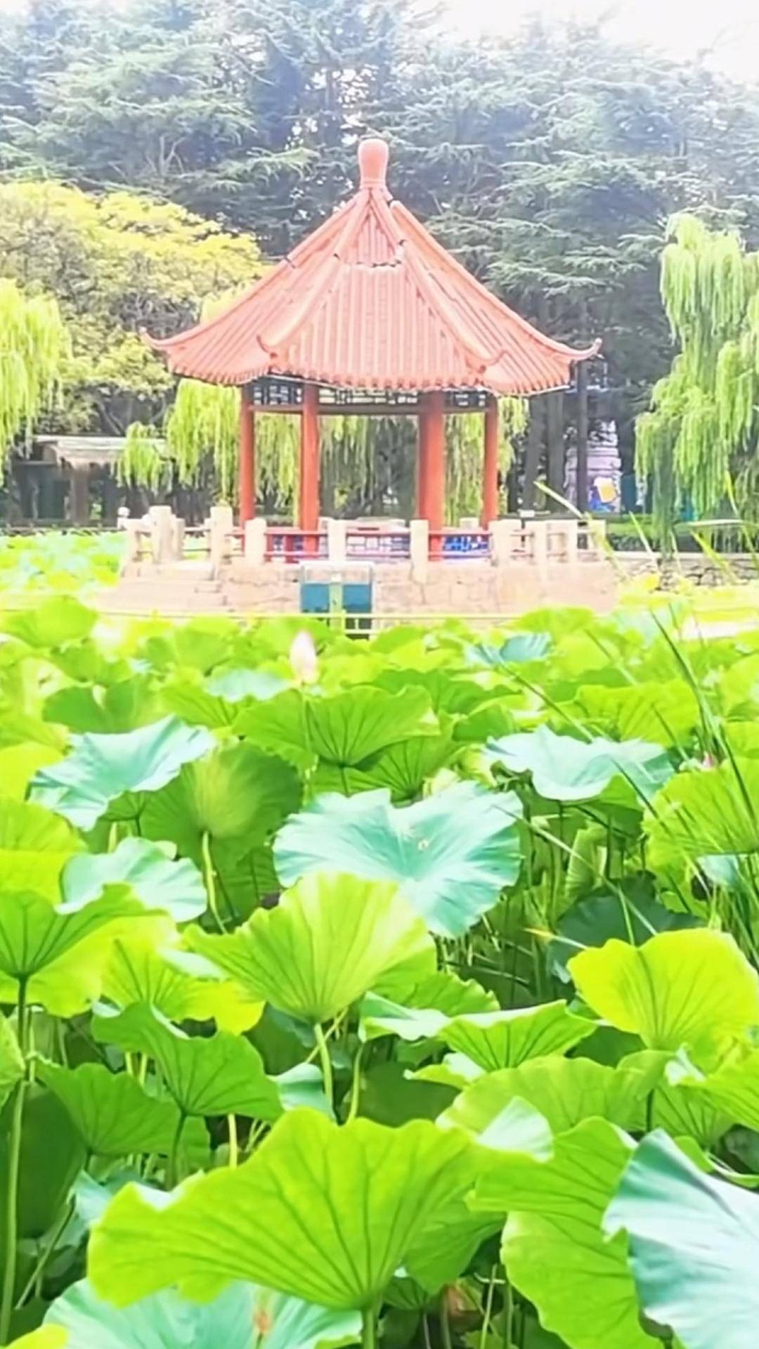 青岛中山公园一凉亭突然倒塌：一年前刚完成修缮<strong></p>
<p>主流虚拟币</strong>，园方称无伤亡原因待查