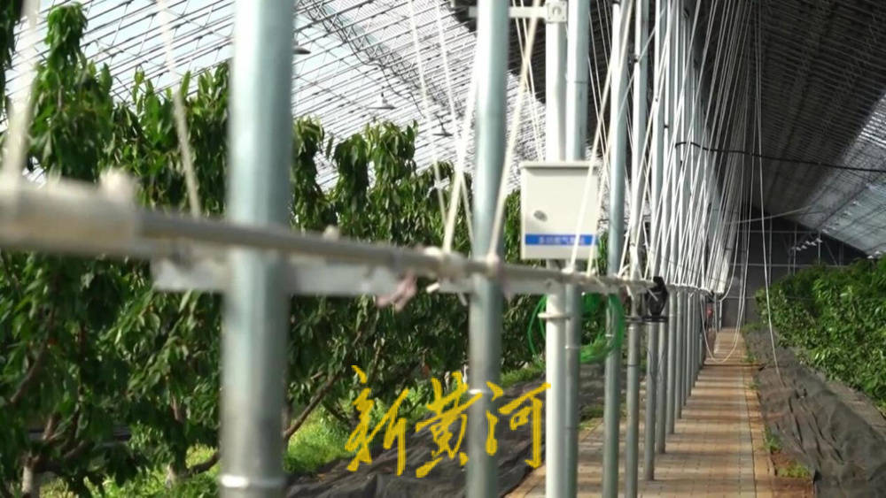 潍坊临朐：30.77 亿元<strong></p>
<p>虚拟币机器人</strong>！“红玛瑙”大樱桃何以成乡村振兴“甜蜜引擎”