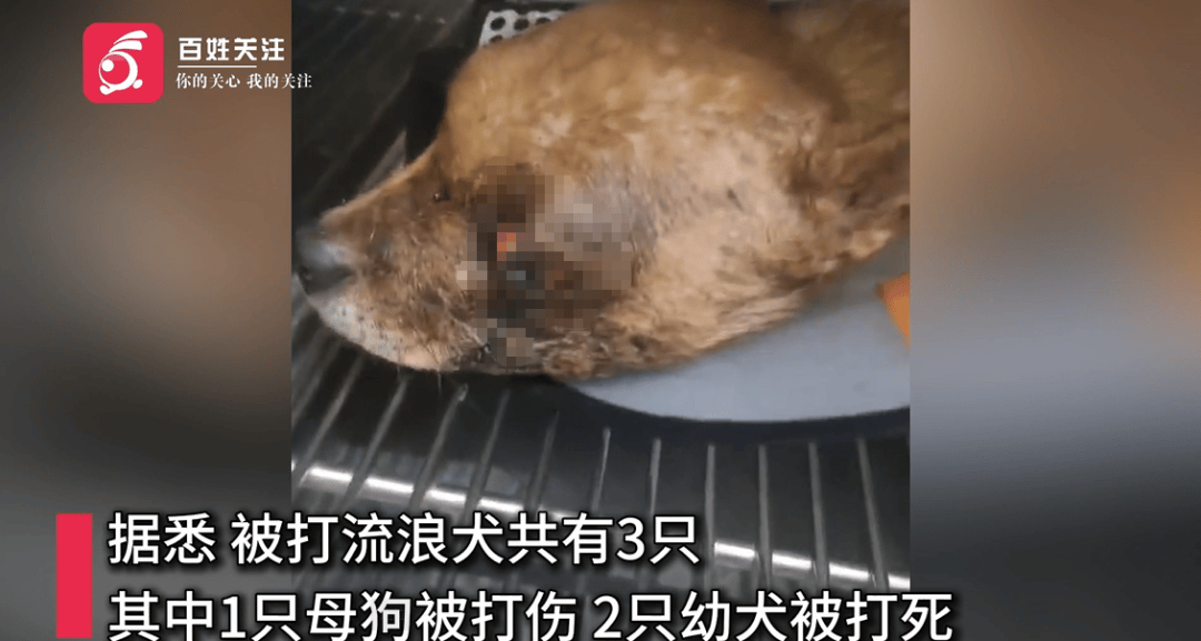 保安称“经常咬人”打死流浪犬<strong></p>
<p>虚拟贷币</strong>，居民上门讨说法：这个门卫穷凶极恶