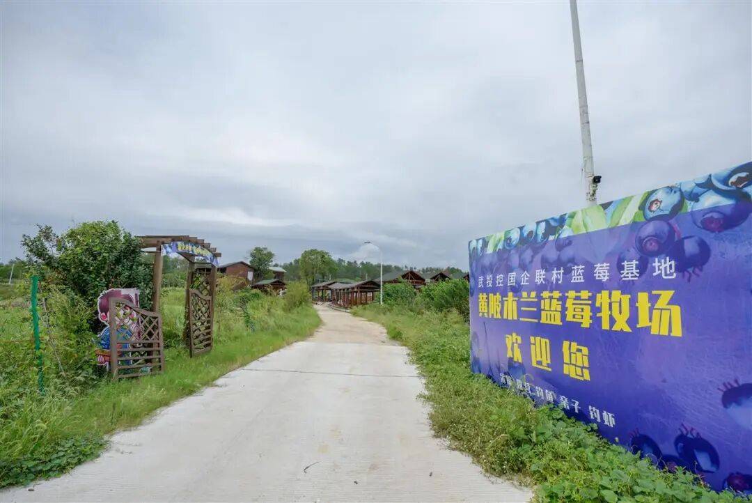 国企联村·强村富民｜一颗蓝莓激活乡村振兴<strong></p>
<p>买卖虚拟币</strong>，书写荒坡变宝地新篇