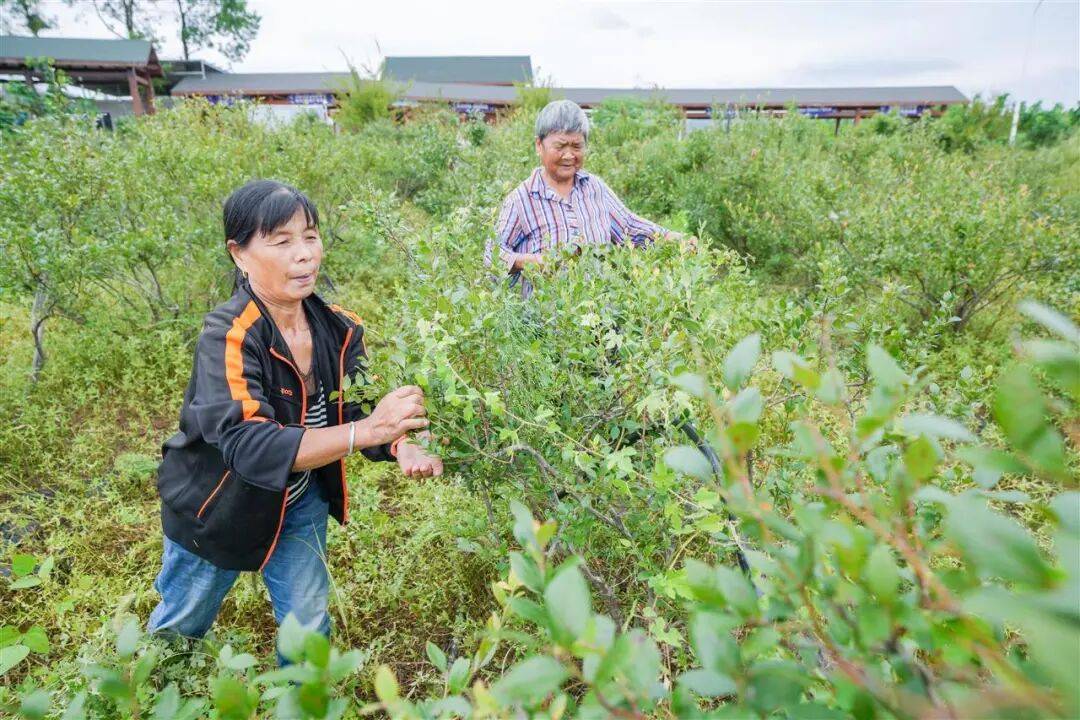 国企联村·强村富民｜一颗蓝莓激活乡村振兴<strong></p>
<p>买卖虚拟币</strong>，书写荒坡变宝地新篇