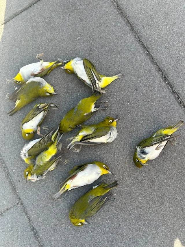 北京一座大厦楼下躺了14只鸟<strong></p>
<p>虚拟币猴币</strong>，12只已死亡！元凶竟是玻璃