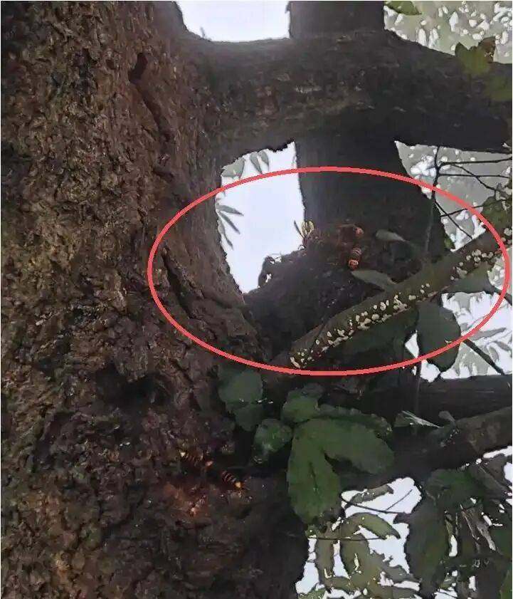 4名游客景区内遭马蜂袭击<strong></p>
<p>聚币网虚拟币</strong>，旅游度假区：是森林公园不卖门票，蜇伤先就医后提供证据投诉