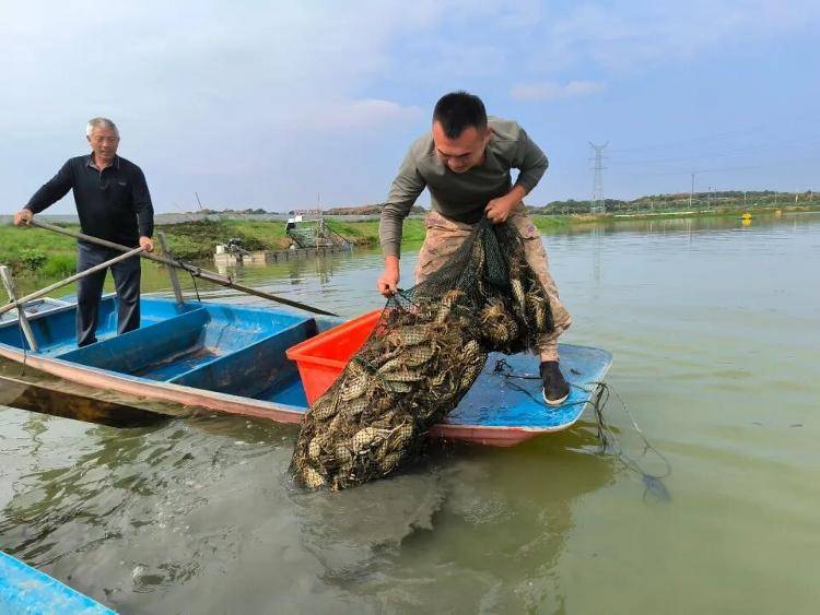 武汉江夏一地大闸蟹大量上市<strong></p>
<p>虚拟币怎么投资</strong>，日产1000斤当天售完，每只螃蟹有自己的“身份证”，吃深海小黄鱼长大