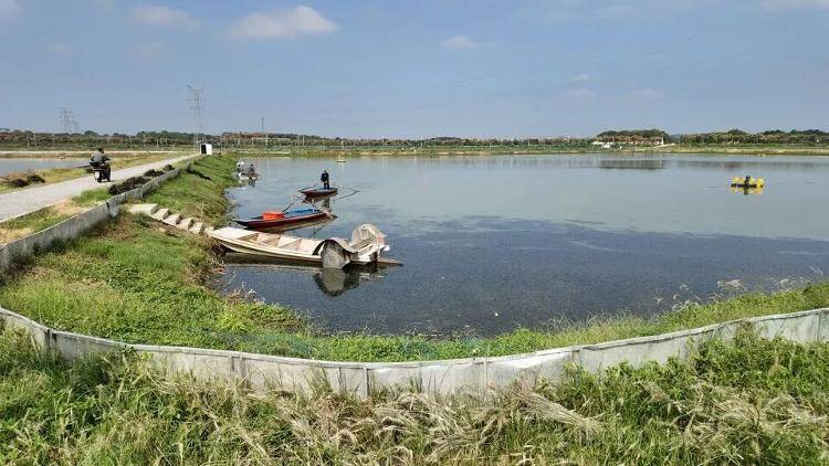 武汉江夏一地大闸蟹大量上市<strong></p>
<p>虚拟币怎么投资</strong>，日产1000斤当天售完，每只螃蟹有自己的“身份证”，吃深海小黄鱼长大