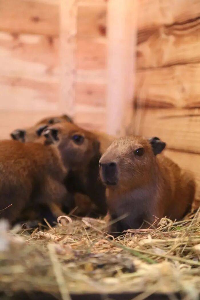 出生1小时就能独立行走<strong></p>
<p>创建虚拟币</strong>,济南动物园“果果”和“豚豚”的4只新生幼崽,周末和市民见面