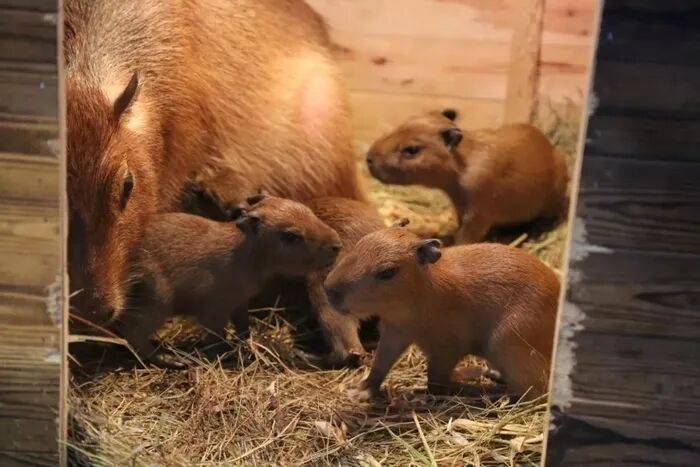 出生1小时就能独立行走<strong></p>
<p>创建虚拟币</strong>,济南动物园“果果”和“豚豚”的4只新生幼崽,周末和市民见面