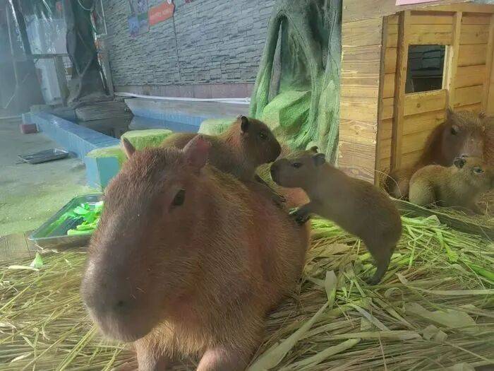 出生1小时就能独立行走<strong></p>
<p>创建虚拟币</strong>,济南动物园“果果”和“豚豚”的4只新生幼崽,周末和市民见面