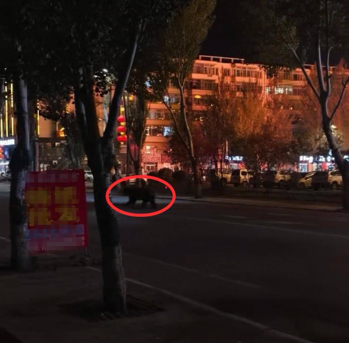 大黑熊夜里独闯黑龙江一县城闹市区<strong></p>
<p>虚拟币走势图</strong>，警方连开10多枪击毙，回应为何没用麻醉枪
