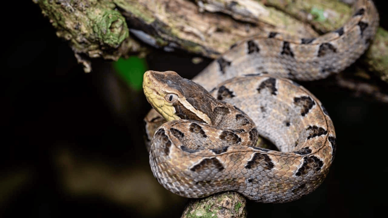泰国女子在ATM机取钱<strong></p>
<p>虚拟币资讯</strong>,取款口突然窜出一条蛇