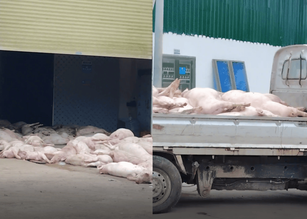 广东一食品企业出现大量死猪事件追踪:公安部门介入侦办<strong></p>
<p>虚拟币分叉</strong>,企业负责人被控制