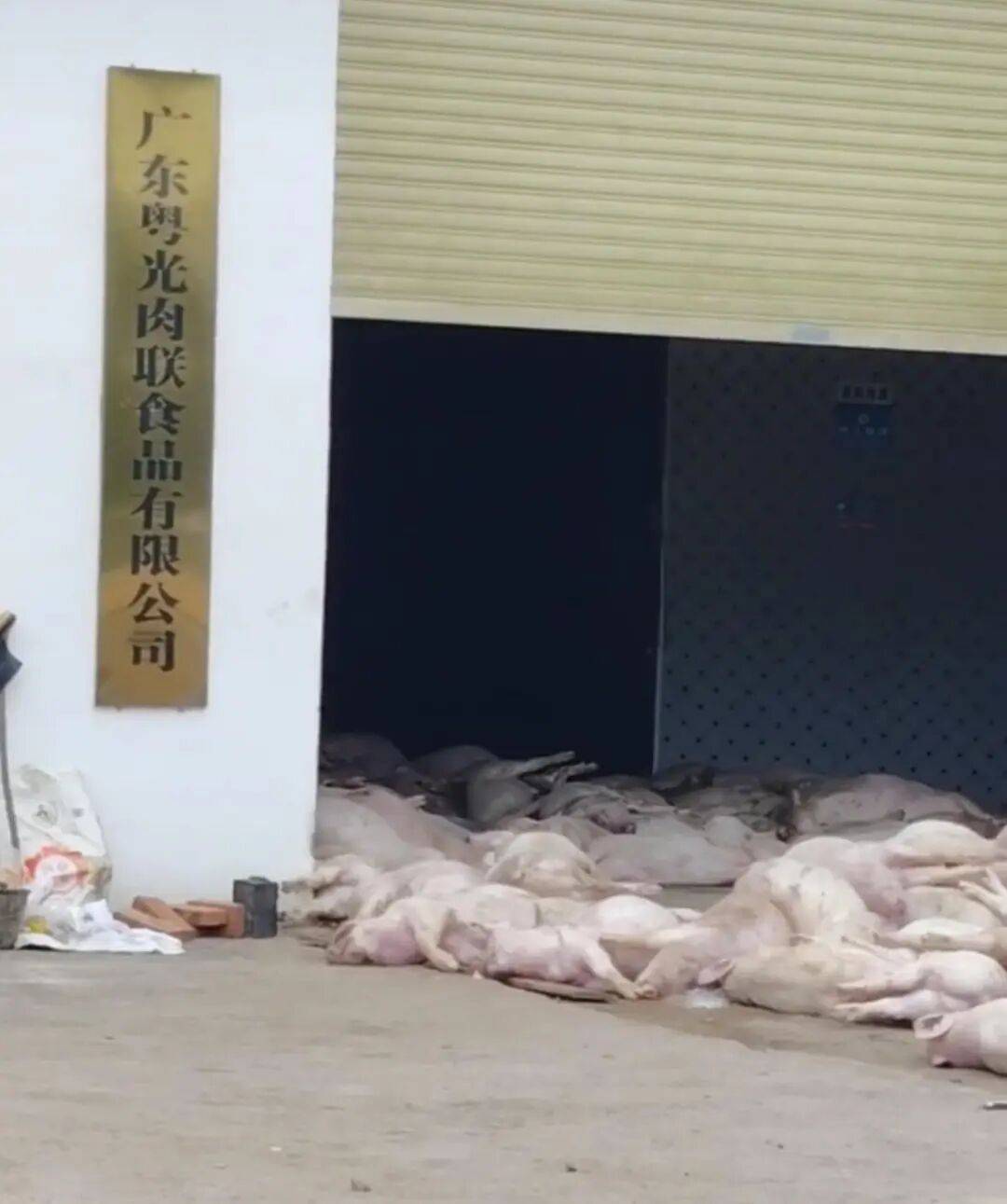 广东一肉联公司门口堆满死猪<strong></p>
<p>怎样买虚拟币</strong>,官方:7人被控制