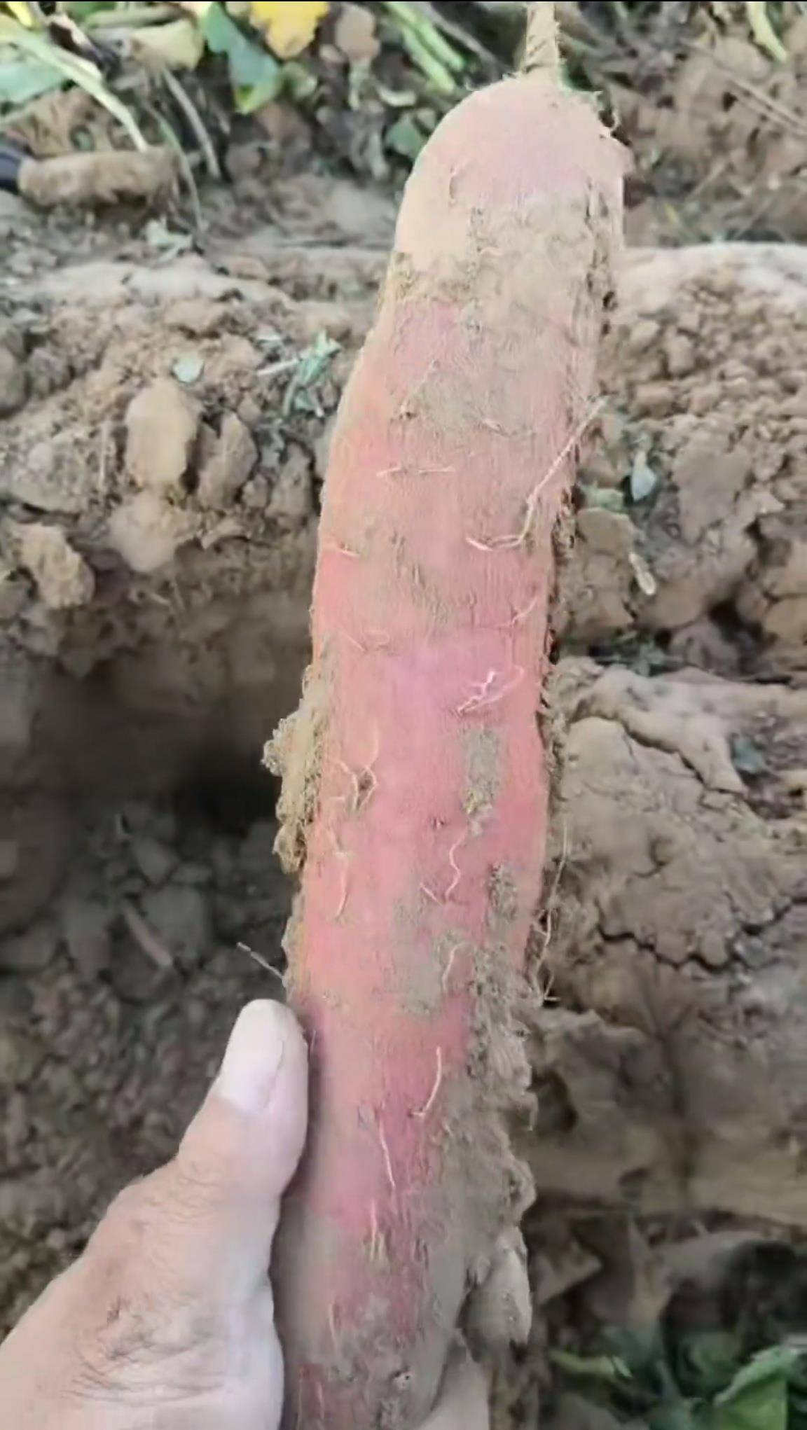 数百人冲进地里捡红薯<strong></p>
<p>虚拟币分类</strong>,田主称是秋收剩下的,网友:免费翻地,利人利己