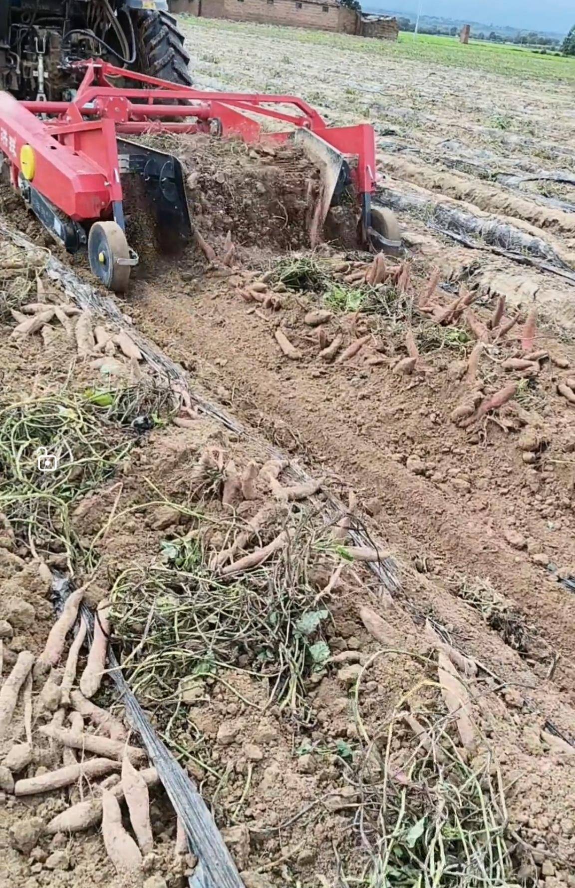 数百人冲进地里捡红薯<strong></p>
<p>虚拟币分类</strong>,田主称是秋收剩下的,网友:免费翻地,利人利己