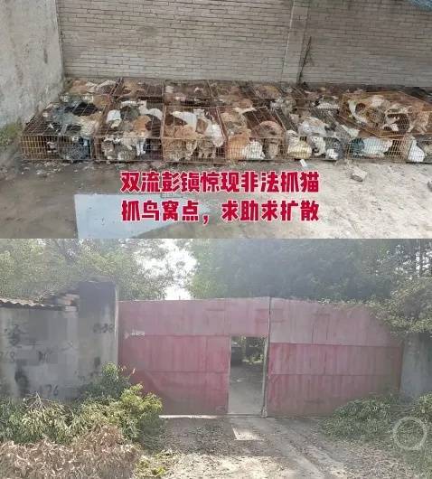 “成都一空置房非法囤猫”?官方通报:共发现被困小猫102只<strong></p>
<p>虚拟币分类</strong>,未发现虐猫行为