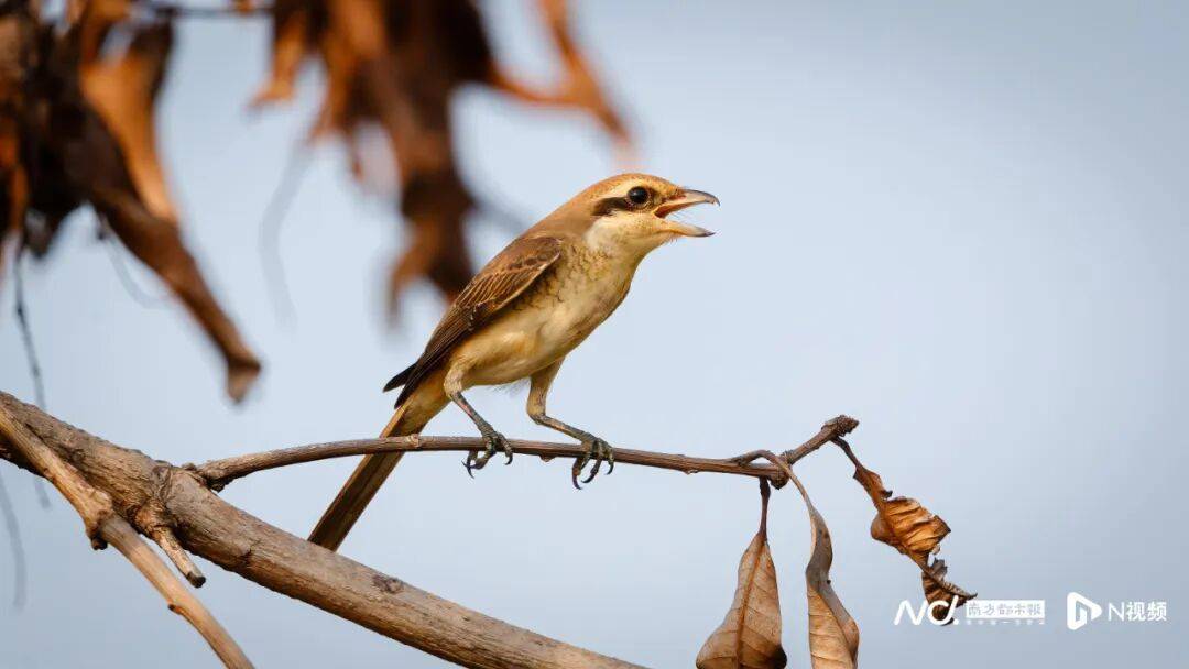 东莞最新发布：将严厉打击这些行为<strong></p>
<p>国家禁止虚拟币</strong>！