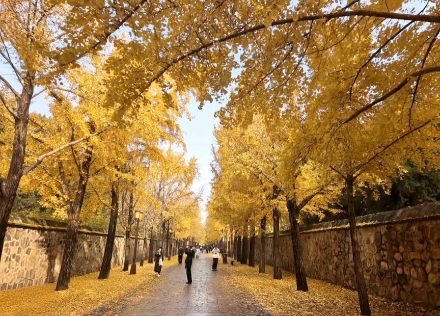 满大街都是银杏树<strong></p>
<p>九龙币虚拟</strong>,为什么还是濒危物种?