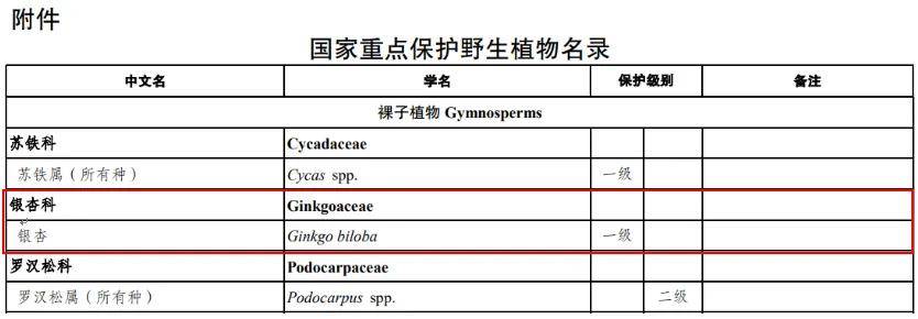 满大街都是银杏树<strong></p>
<p>九龙币虚拟</strong>,为什么还是濒危物种?