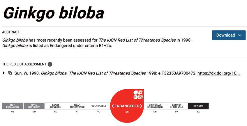 满大街都是银杏树<strong></p>
<p>九龙币虚拟</strong>,为什么还是濒危物种?