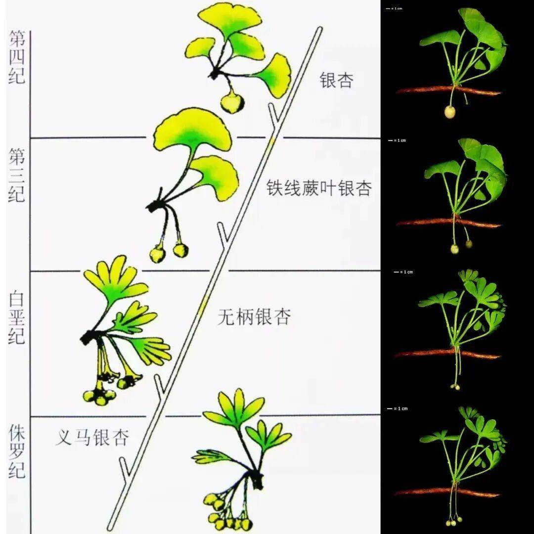 满大街都是银杏树<strong></p>
<p>九龙币虚拟</strong>,为什么还是濒危物种?