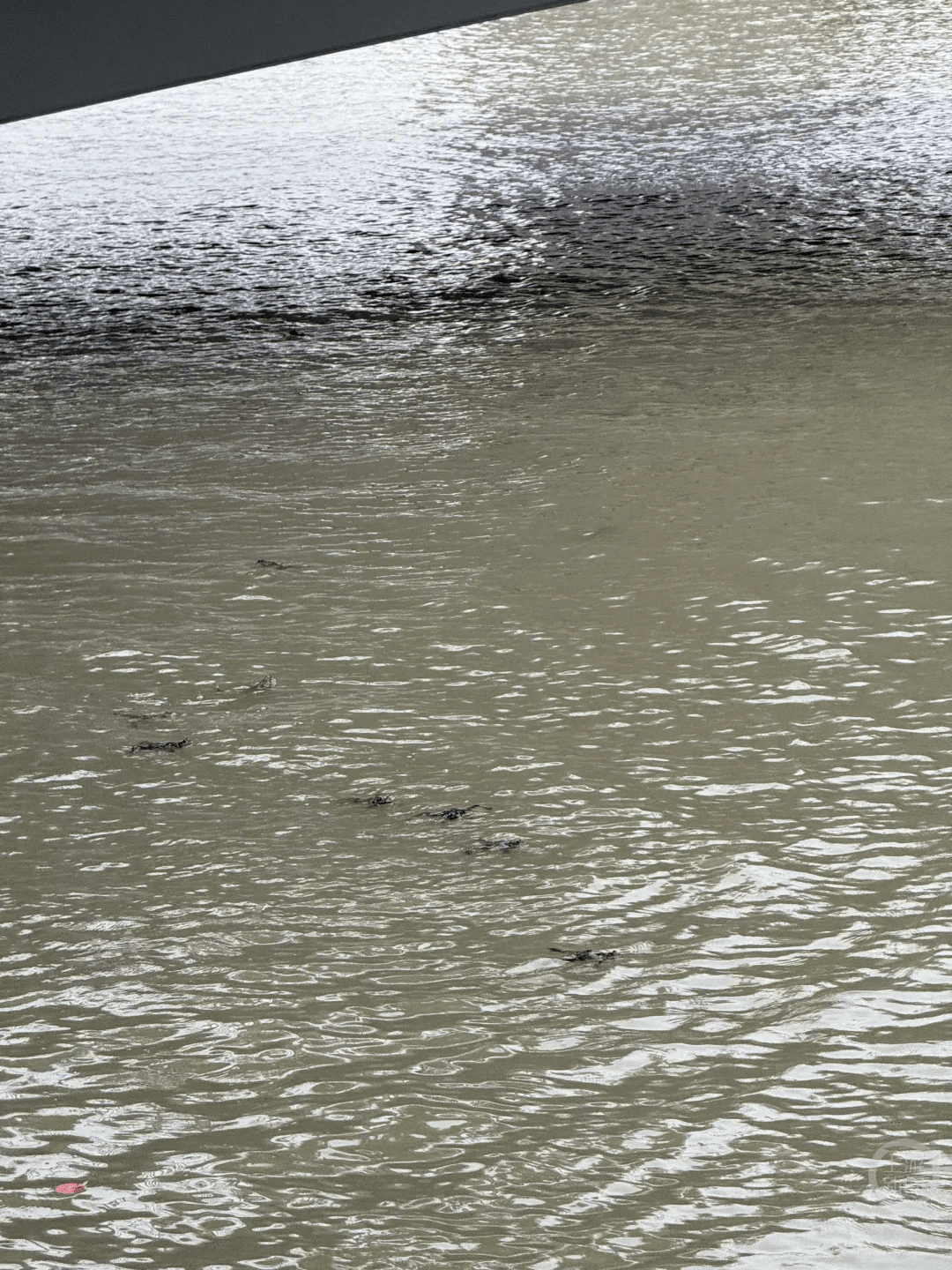 上海苏州河有人放生牛蛙?当地回应:严禁放生外来物种<strong></p>
<p>九龙币虚拟</strong>,市民可提供相关线索