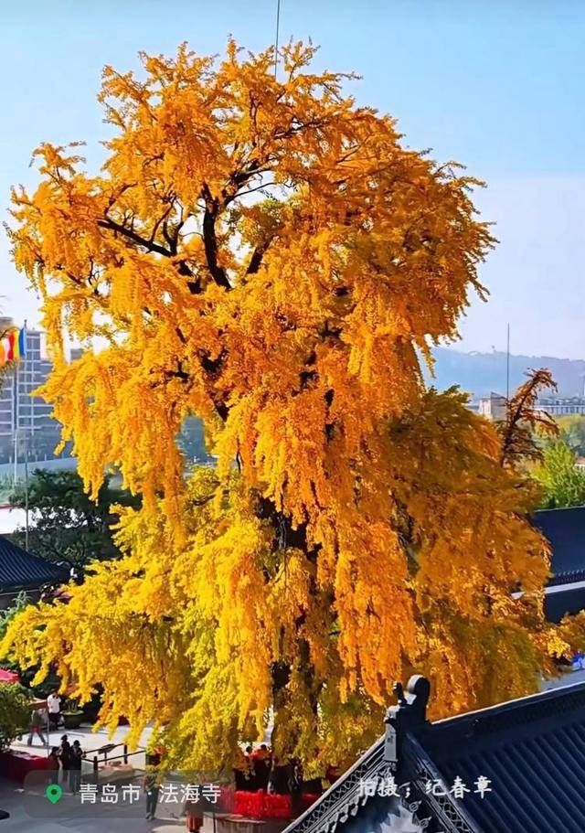 错过等一年！青岛1600岁“银杏王”满树金黄，打卡的人“鼓”了