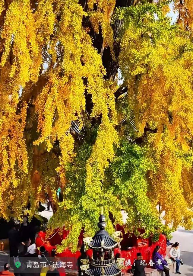 错过等一年!青岛1600岁“银杏王”满树金黄<strong></p>
<p>虚拟币商城开发</strong>,打卡的人“鼓”了