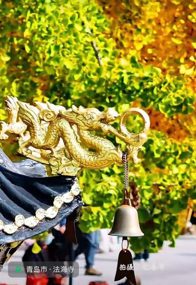 错过等一年!青岛1600岁“银杏王”满树金黄<strong></p>
<p>虚拟币商城开发</strong>,打卡的人“鼓”了