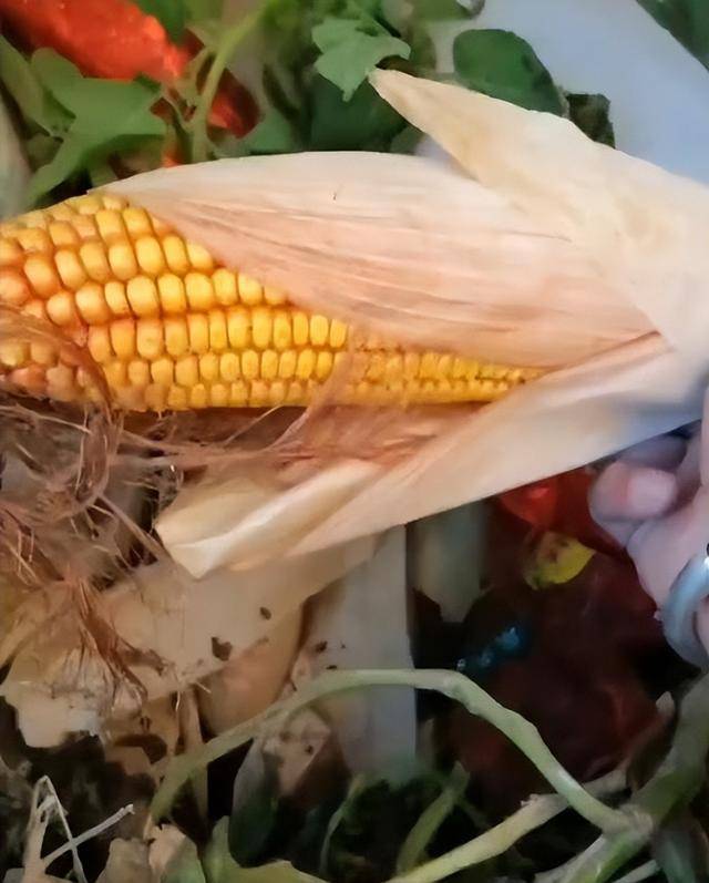 陕西一女子疑因拍亲姑姑偷玉米遭姑父棍杀<strong></p>
<p>虚拟游戏币代理</strong>,邻居欲报警也遇害