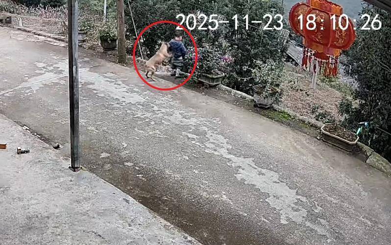 男童路边撒尿遭自家狗狗“偷袭”，从背后推下近2米的高坎，家长：孩子没受伤