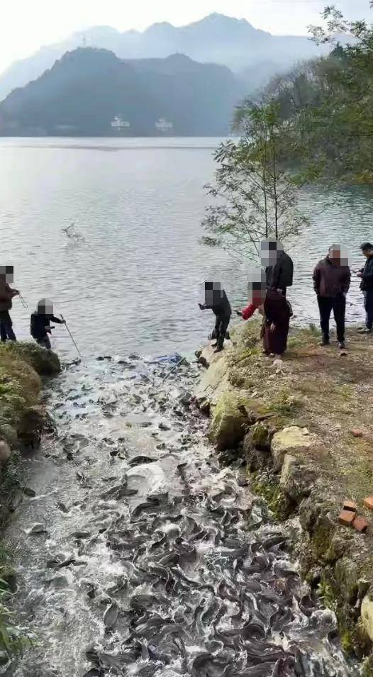 都江堰一水库被放生万斤外来物种埃及塘鲺?官方澄清:已进行阻止和打捞<strong></p>
<p>虚拟币名字</strong>,经鉴定是本地八须鲶