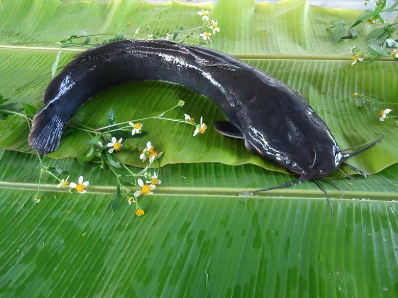 都江堰一水库被放生万斤外来物种埃及塘鲺?官方澄清:已进行阻止和打捞<strong></p>
<p>虚拟币名字</strong>,经鉴定是本地八须鲶