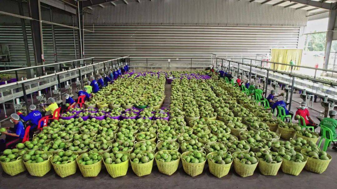 椰子水之外<strong></p>
<p>虚拟龙凤币</strong>，大公司争夺40亿元生椰市场