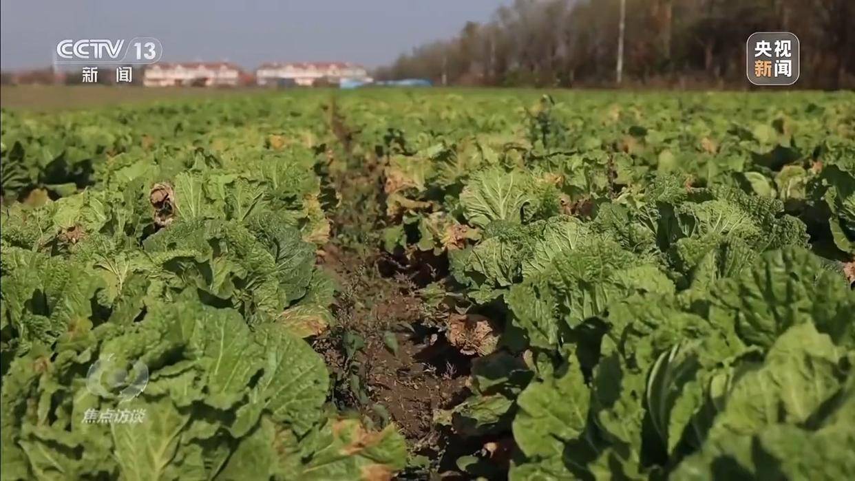 单棵售价超百元<strong></p>
<p>虚拟龙凤币</strong>,起底“套牌白菜”背后的销售套路